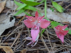 Alstroemeria ligtu ligtu
