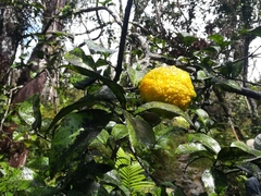 Citrus × aurantium