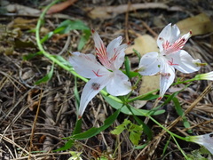 Alstroemeria ligtu ligtu