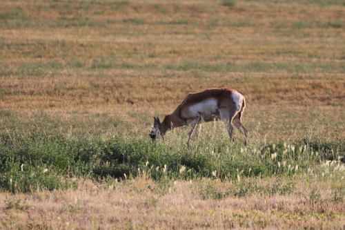 iNaturalist observation 2023-07-21