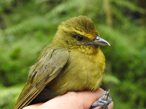 Oleaginous Hemispingus (Sphenopsis frontalis), photo 9