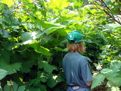 Filipendula camtschatica