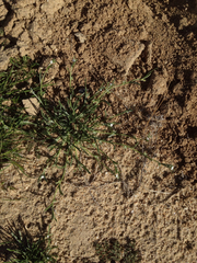 Pectocarya anisocarpa