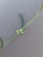 Pectocarya anisocarpa