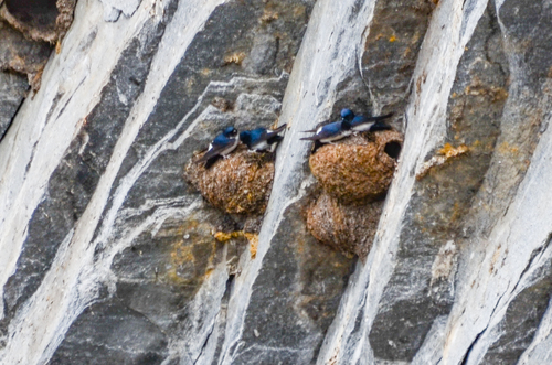 Nepal House Martin (Delichon nipalense), photo 6