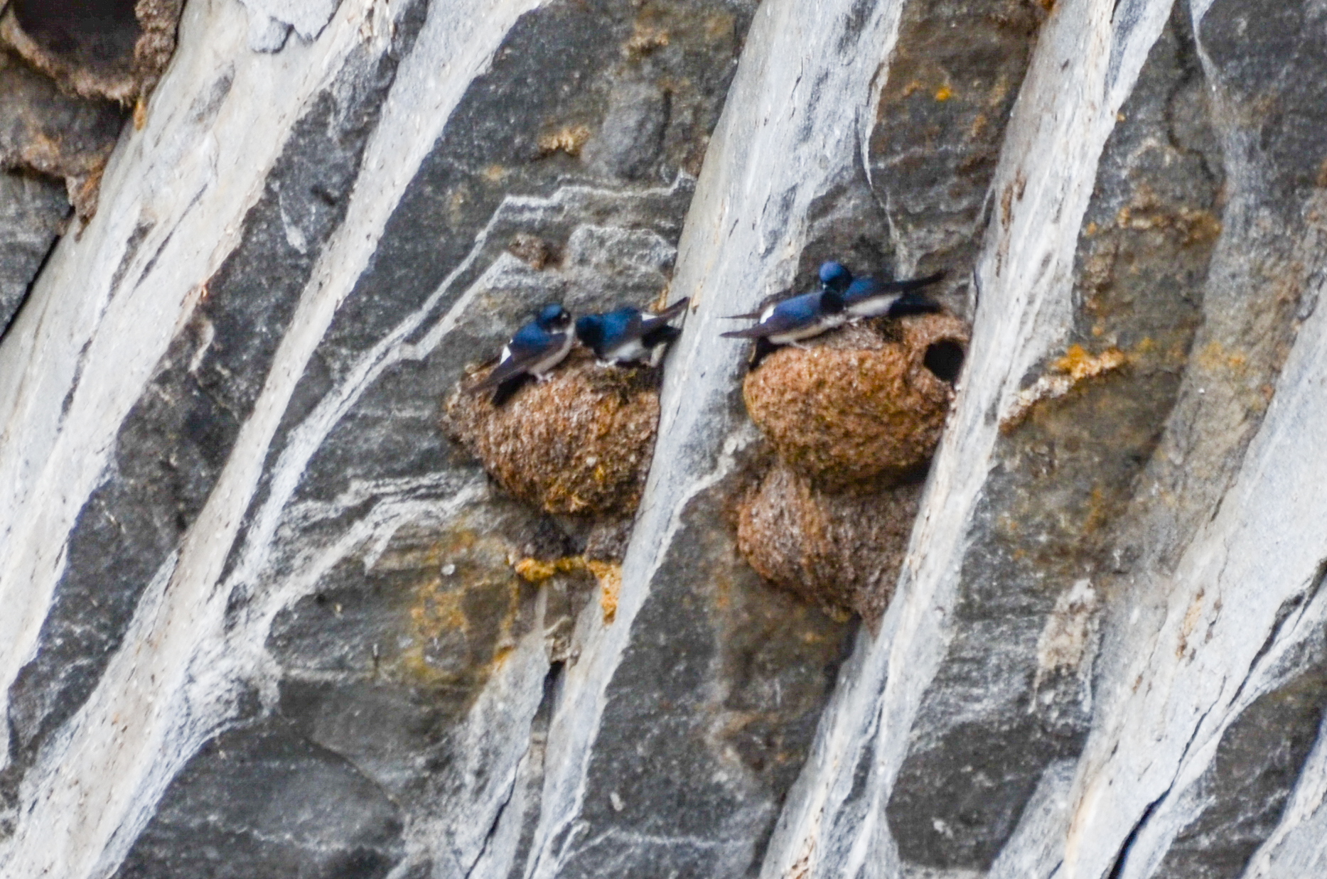 Nepal House Martin (Delichon nipalense), photo 6