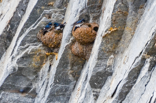 Nepal House Martin (Delichon nipalense), photo 9