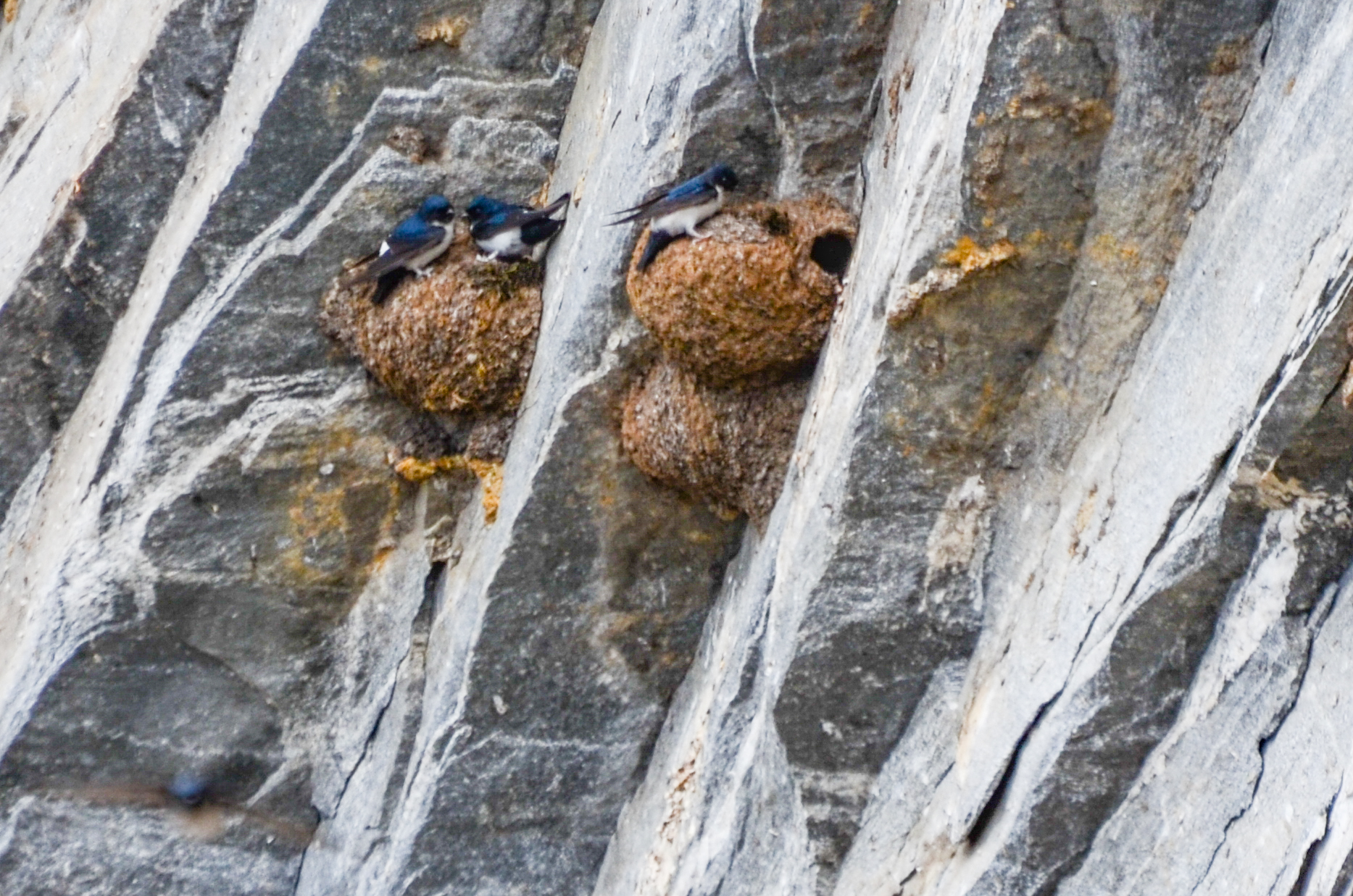 Nepal House Martin (Delichon nipalense), photo 9