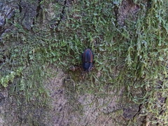 Erichius vittatus vittatus