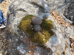 Mammillaria rhodantha fera-rubra