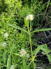 Alternanthera echinocephala