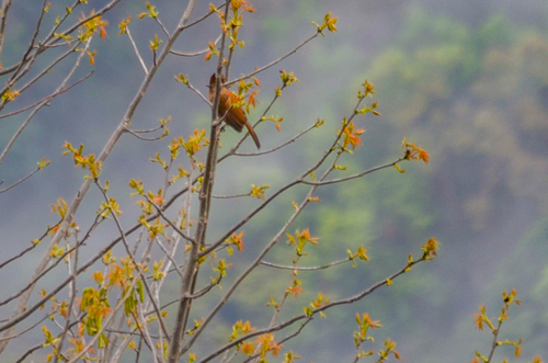 Striated Laughingthrush (Grammatoptila striata), photo 7
