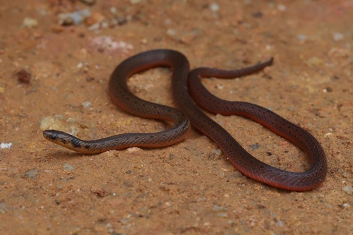 Ceylon Keelback