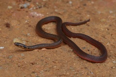 Ceylon Keelback photo 2