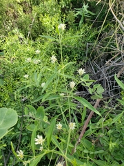 Alternanthera echinocephala