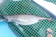 Crocodile Shark photo 4
