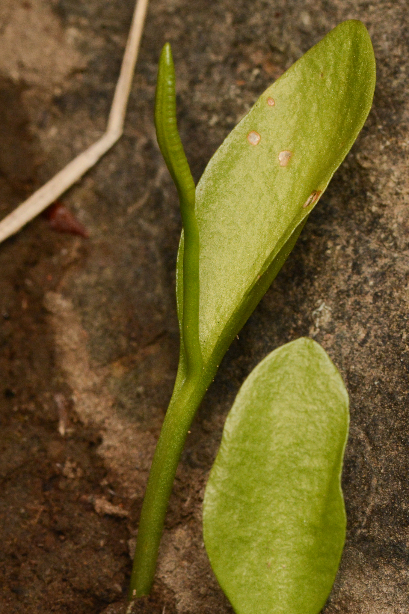 Ophioglossum