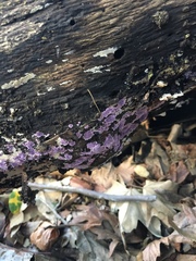 Hypochnella violacea