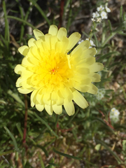 Malacothrix glabrata