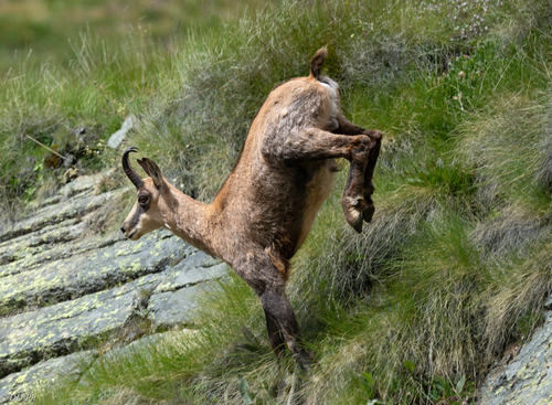 Northern Chamois (Rupicapra rupicapra) · iNaturalist