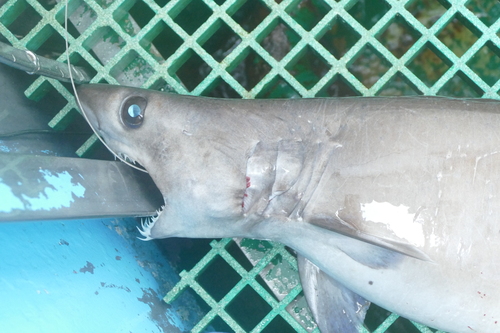Crocodile shark (Pseudocarcharias kamoharai) — Pseudocarchariidae — 3