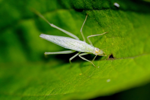 Davis' Tree Cricket photo 4