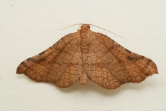 Morova subfasciata