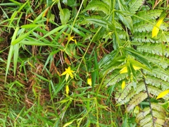 Lisianthius laxiflorus