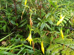 Lisianthius laxiflorus