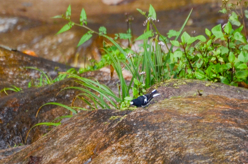 Little Forktail (Enicurus scouleri), photo 6