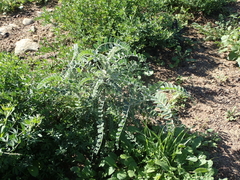Astragalus brauntonii