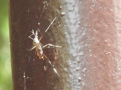 Toxorhynchites splendens