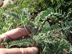 Astragalus brauntonii