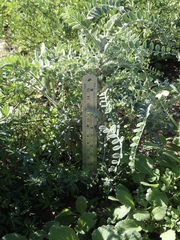 Astragalus brauntonii
