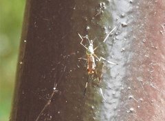 Toxorhynchites splendens