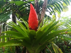 Guzmania berteroniana