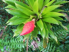 Guzmania berteroniana