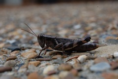 Melanoplus ponderosus
