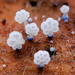 暗藍小菇 - Photo (c) chofungi，保留部份權利CC BY-NC
