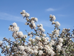 Ceanothus megacarpus megacarpus
