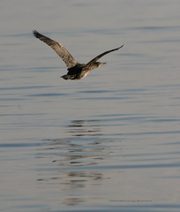 Gulosus aristotelis desmarestii