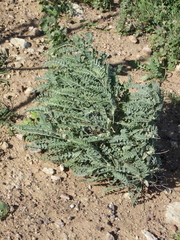 Astragalus brauntonii