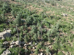 Astragalus brauntonii