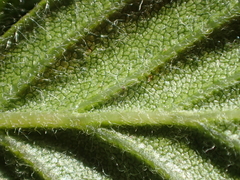 Cercocarpus betuloides betuloides