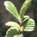 Birchleaf Mountain Mahogany - Photo (c) Ron Vanderhoff, some rights reserved (CC BY-NC), uploaded by Ron Vanderhoff