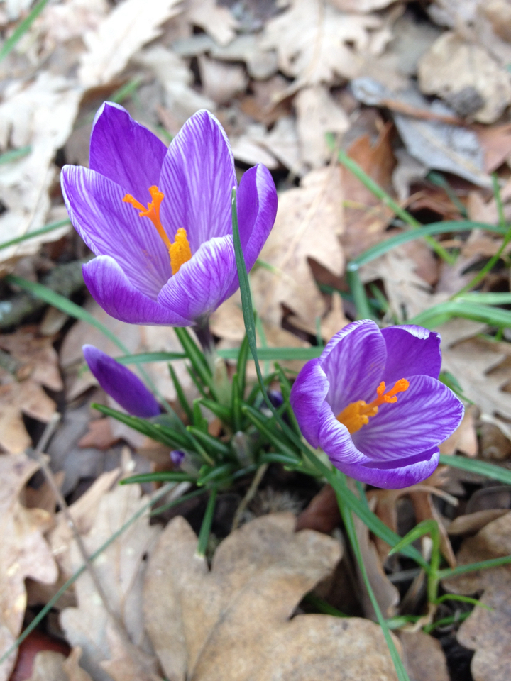 Crocus neglectus