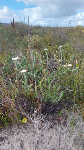 Image of Metalasia capitata by (c) Jacques van der Merwe, some rights reserved (CC BY-SA)