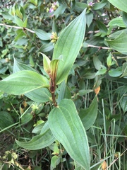 Melastoma septemnervium