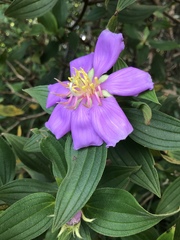 Melastoma septemnervium