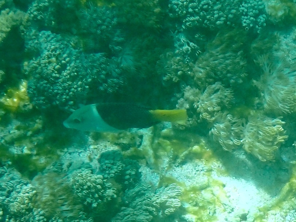 Blackeye Thicklip (Hemigymnus melapterus) - recorded at Pilarsteen